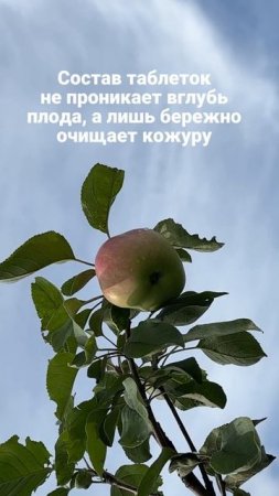 🍓🍏🥬 Хорошо на даче летом с Фруктомоем!
OZON 1272900127