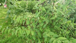 Обрезка декоративных кустов летом. Дейция готова.