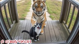 Приколы с котами! С ОЗВУЧКОЙ! САМЫЕ СМЕШНЫЕ ЖИВОТНЫЕ! Смешные котики! УГАР!