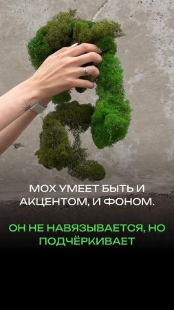 Стабилизированный мох – природный аромат без химии