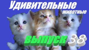 Удивительные животные выпуск 38 #сезонконтентаPUTUBE