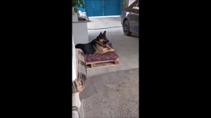 Собака. Том
