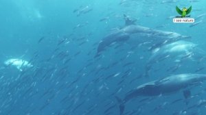 Спокойствие