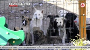 Помочь бездомным животным может каждый!