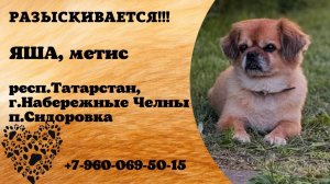 Пропала собака! ЯША, метис. респ.Татарстан, г.Набережные Челны.