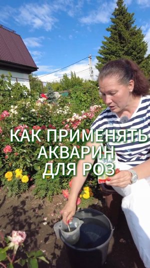 РОЗЫ ЦВЕТУТ ДО ОСЕНИ - ВСЕГО ОДНА ЛОЖКА  #розы  #дача