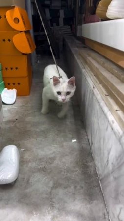 Майцкл котяу