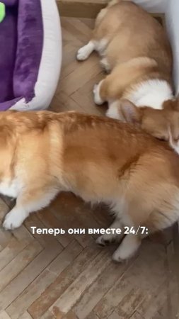 @mix_shorts_