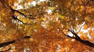 Леонид Печальный - Я вернусь (клип 2025)