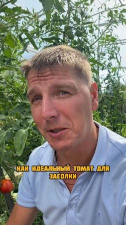 Томат Тарасенко