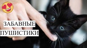 СМЕШНЫЕ ВИДЕОПРИКОЛЫ |Смешные моменты с животными |Я РЖАЛ ДО СЛЕЗ|ПОДБОРКА ПРИКОЛОВ