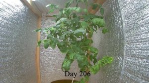 Таймлапс роста томата ч.10