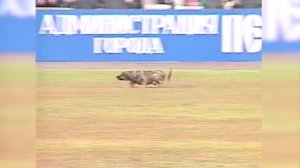 Собака на  футбольном  поле 1998
Амкар - Спартак 1:0