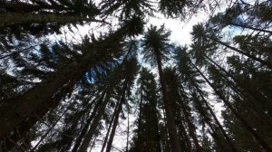 Взгляд на верхушки сосен. Вечер. Настроение для релакса.