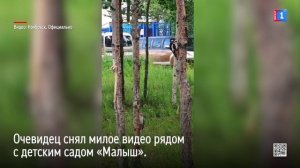 В Ноябрьске в центре города застукали пернатую парочку