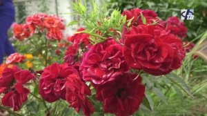 Городская библиотека проводит ежегодный конкурс "Радуга цветов"