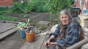 Аннушка собирает урожай.