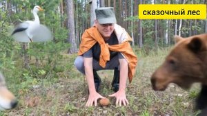 СКАЗОЧНЫЙ ЛЕС
