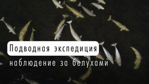 Трейлер к подводному документальному фильму о Белухах и наблюдению за ними