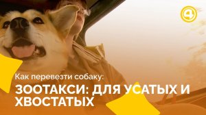 Как работает зоотакси для ваших питомцев