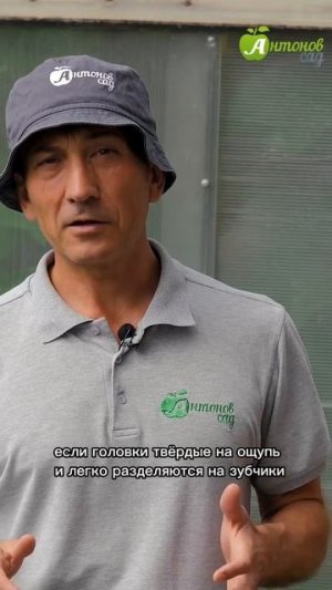 Когда убирать чеснок?