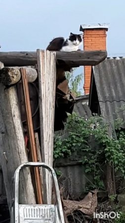 Животные.Сборник моментов из жизни братьев меньших.Фильм1.Серия6.Часть1.mp4