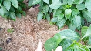 Наш двор летом 24.07.2025г