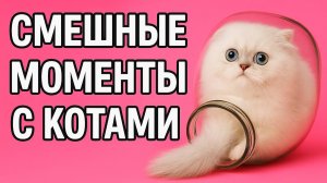 Смех до слёз: лучшие приколы №173