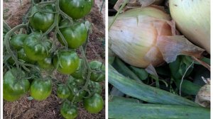 Убрала листья на томатах🍅где густо, где пусто.