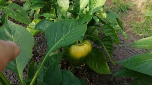 Обзор участка на даче 2025