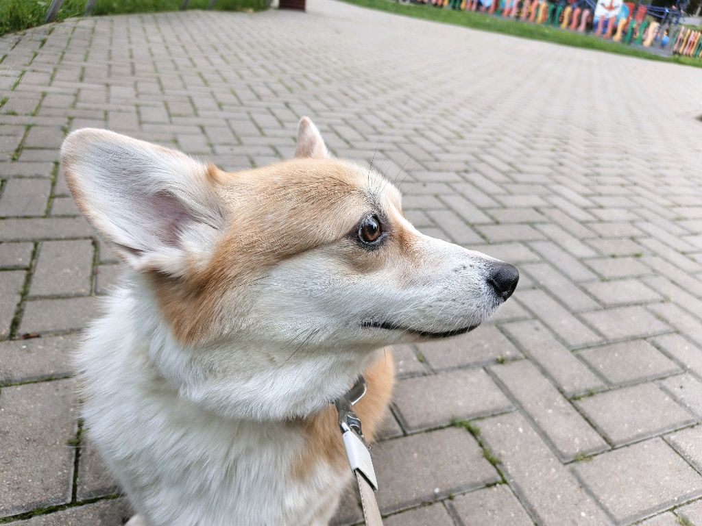 трансляция кисы