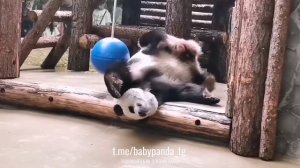 🐼 Утренний ритуал панды Жуи: инструкция по пробуждению 🌅
