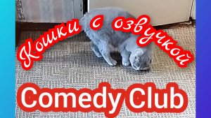 Кошки с озвучкой. Камеди клуб  лучшие.