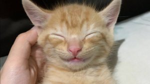 Маленький хаос и пушистое безумие: смех и милота 🐾😂🎉