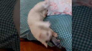 котяра Барс - игрунчик.