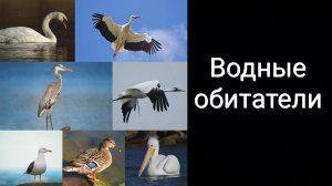 Водные обитатели