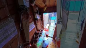 Среда в приюте. 23 июля ❥ Хроника #без_монтажа ❥ Приют в Малинках (МП "Пушистый друг")