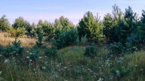 25 июля. Ранняя утренняя приятная прогулка