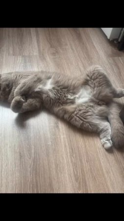 И снова Марюшка
#кот #природа #животные #приколы #мартин #петрозаводск