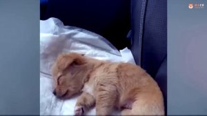 Дети обращались с ним как с игрушкой, и щенок громко скулил 3 дня из-за травмы головы