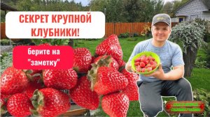 Всего одна подкормка и ягода на клубнике будет КРУПНОЙ! Копеечная [подкормка] клубники!!!
