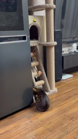 Кошка обиделась... отобрали пакет #бенгал#кошка#смешно#бенгальская