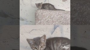Я понимаю, всем нужен дом. Но за эту девочку хочу особенно попросить. 

Дело в том что её, будучи як