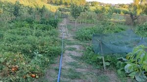 Караси, бассейн и палатка под абрикосом