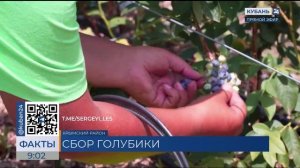 В Крымском районе аграрии завершают сбор голубики