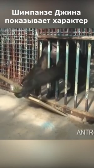 Шимпанзе разбушевалось! Держитесь подальше
