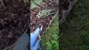 Собрала чеснок.Что надо сделать с урожаем.