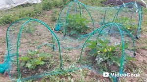 Наши 8,4 сотки🏡Прячу кабачки🫣Прополола картошку 🥔,циннии🌼.