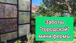 Немножко поделюсь с вами планами на сегодняшний день и забота и моей маленькой фермы:)