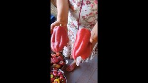 Урожай 24 года. вот это перцы , урожай так урожай .